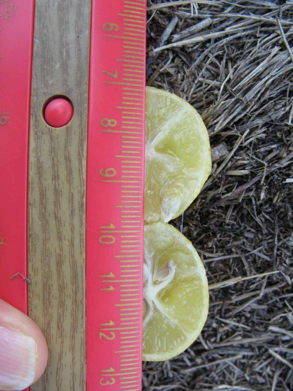              Fruit cross-section (Winter Haven, FL)       